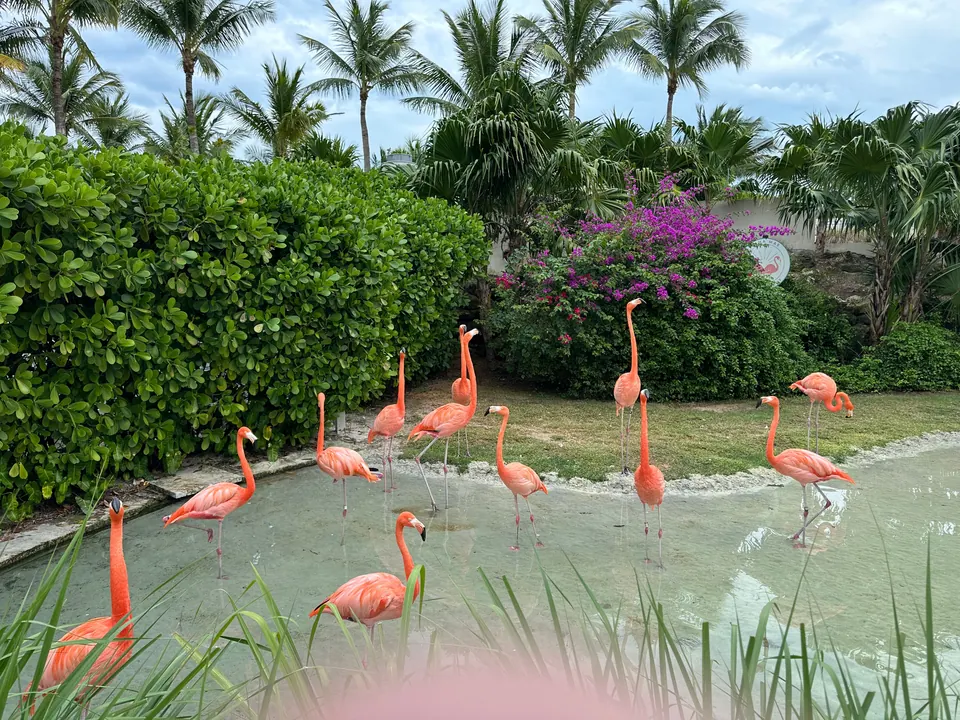 About a dozen pink flamingos wade in a shallow pond ringed by clipped hedges, palms and a bright pink bougainvillea.
