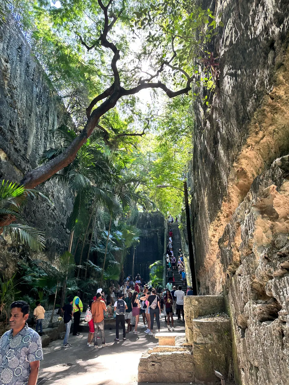 A twisting tree branch arches over a sunlit path in the gorge between tall carved limestone walls, with palms and a line of visitors walking toward the steps.