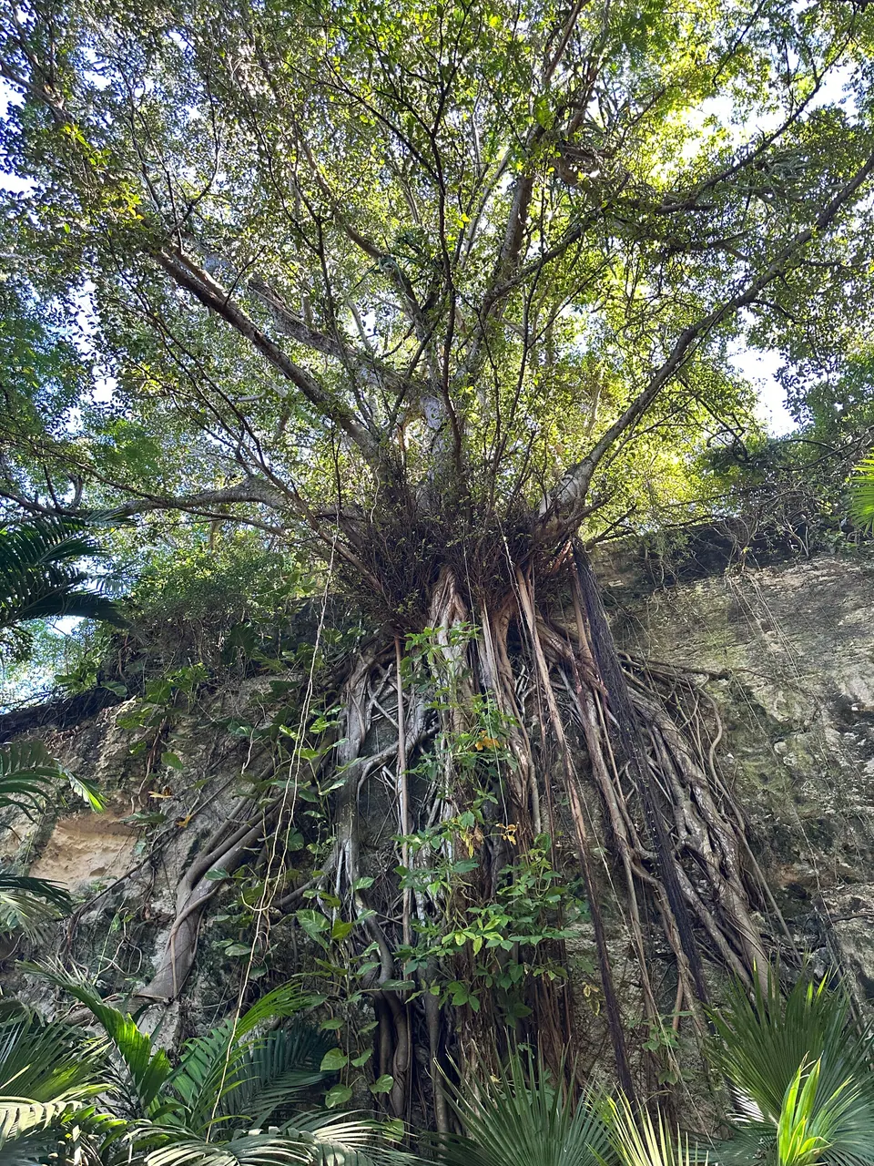 Looking up, the aerial roots of a huge tree hang down a limestone cliff face under a canopy of green leaves.