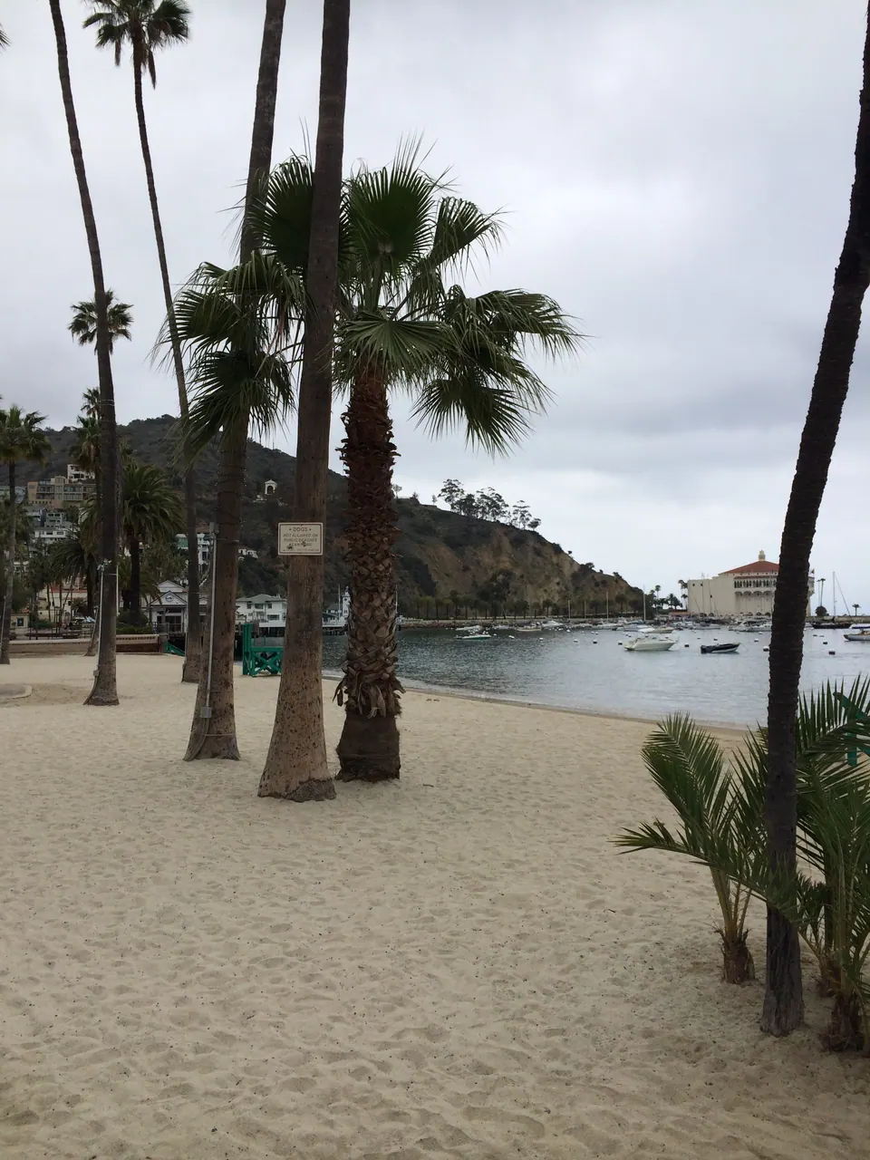 Palm trunks and fronds over an empty stretch of sand, with the beach curving away toward the bay and a round building on the distant point.