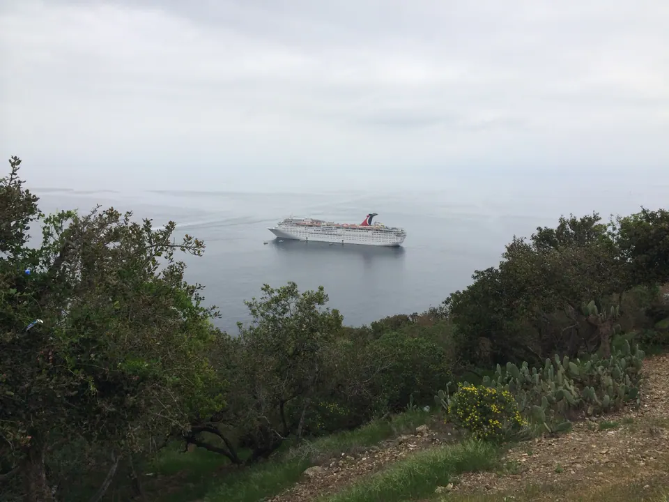 A white cruise ship sits on a calm gray sea, seen over green shrubs and cactus on a hillside.
