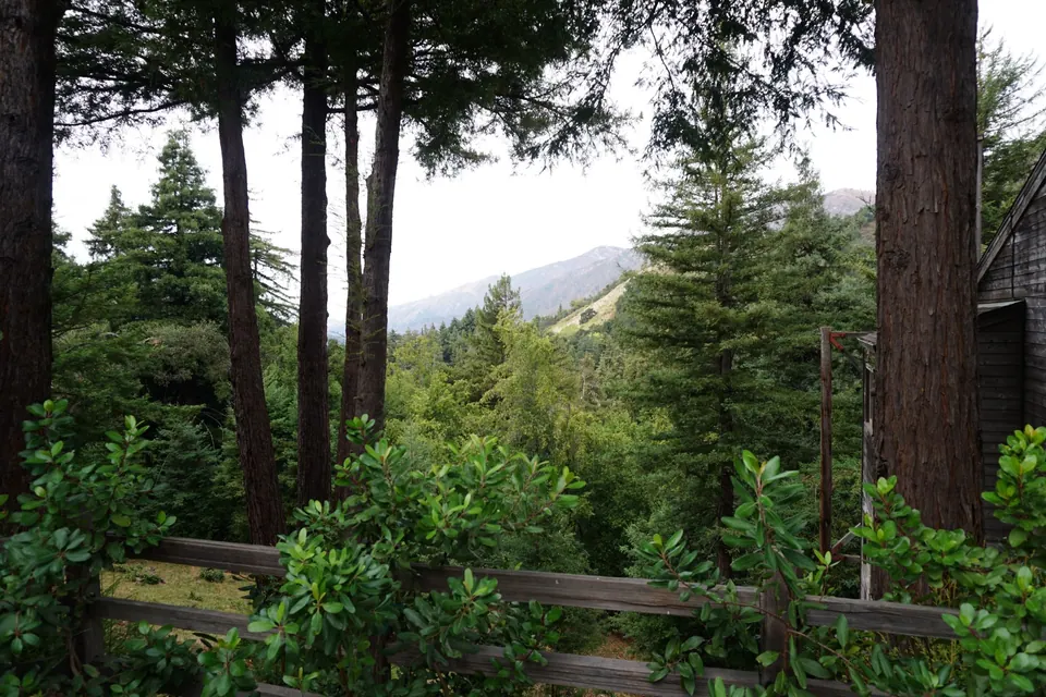 A wooded slope of tall redwoods and pines with a fence in the foreground and a ridge behind under a pale sky.