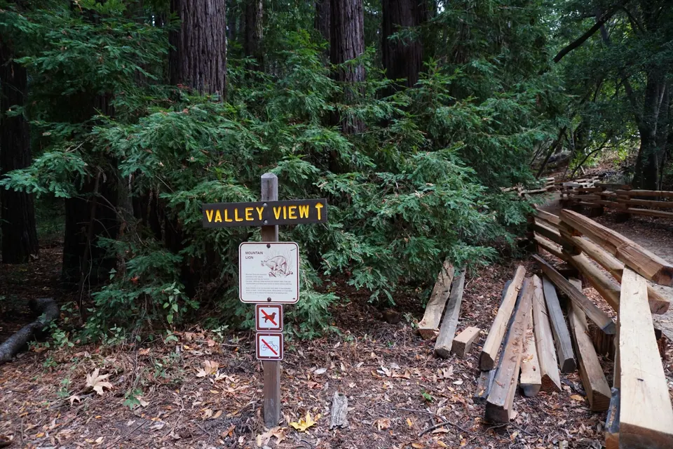 A wooden Valley View trail marker with a small dog-free sign, redwoods behind and cut timbers stacked at the side of the trail.