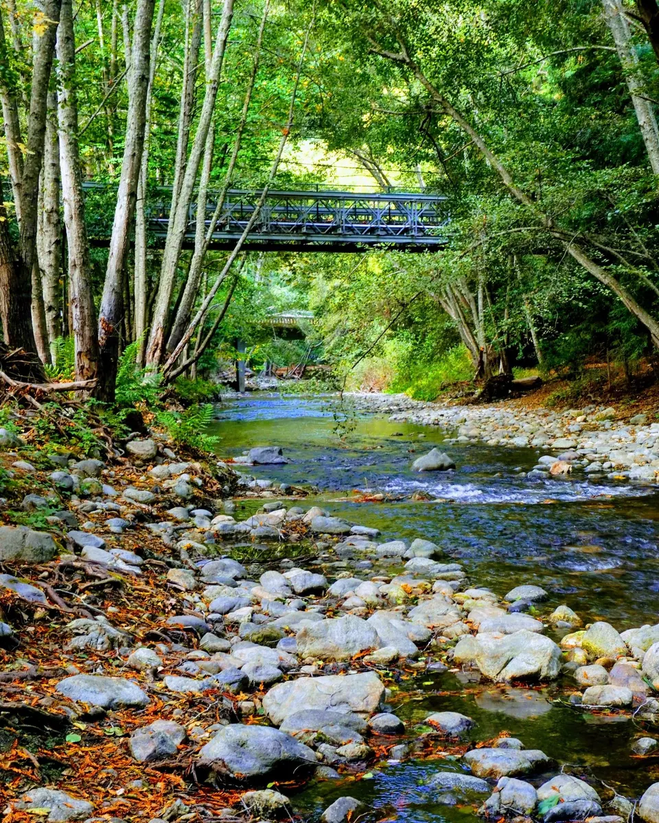 A creek bed of white cobbles and fallen leaves runs under a footbridge in a sunny redwood grove.