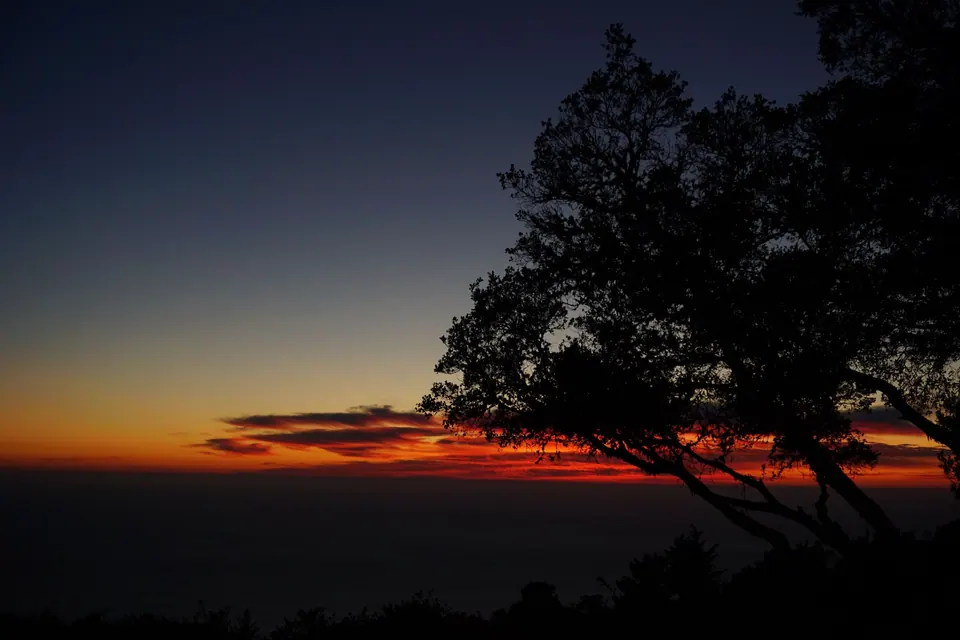 Red and orange afterglow along a dark horizon behind the silhouette of an oak.