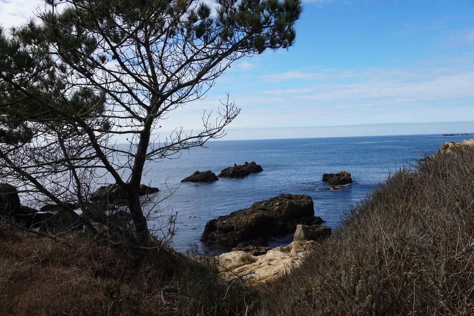 A cypress frames a blue cove with sunlit sandstone rocks.