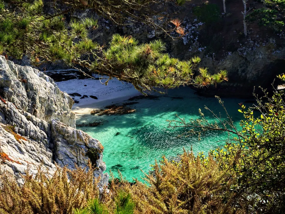 A cove of bright turquoise water beside a white sand beach, seen through pine needles.