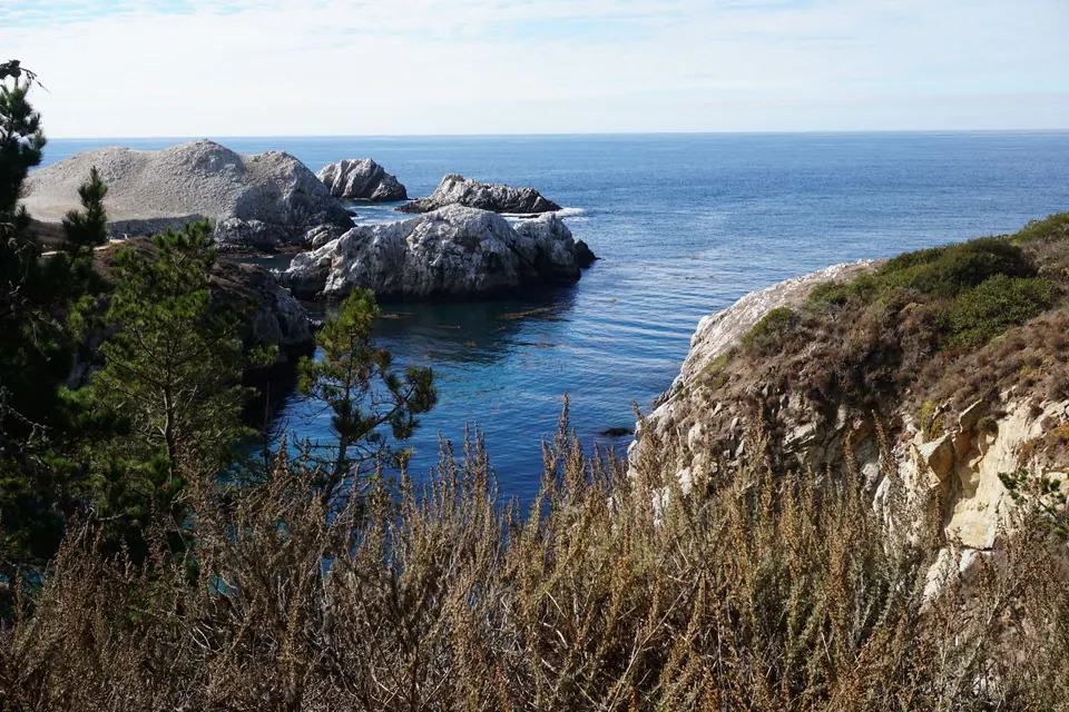 Rocks whitened by seabirds rising out of blue water beyond a pine.