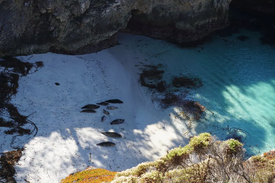 Harbor seals rest on a small white beach beside turquoise water.
