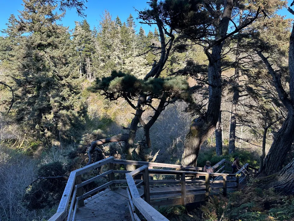 A wooden boardwalk and stairs descend among wind-bent trees.