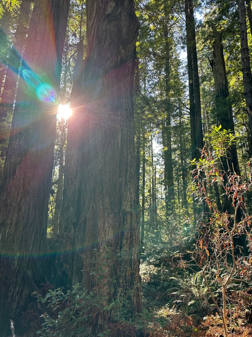 A bright starburst of sunlight between the trunks of tall redwoods.