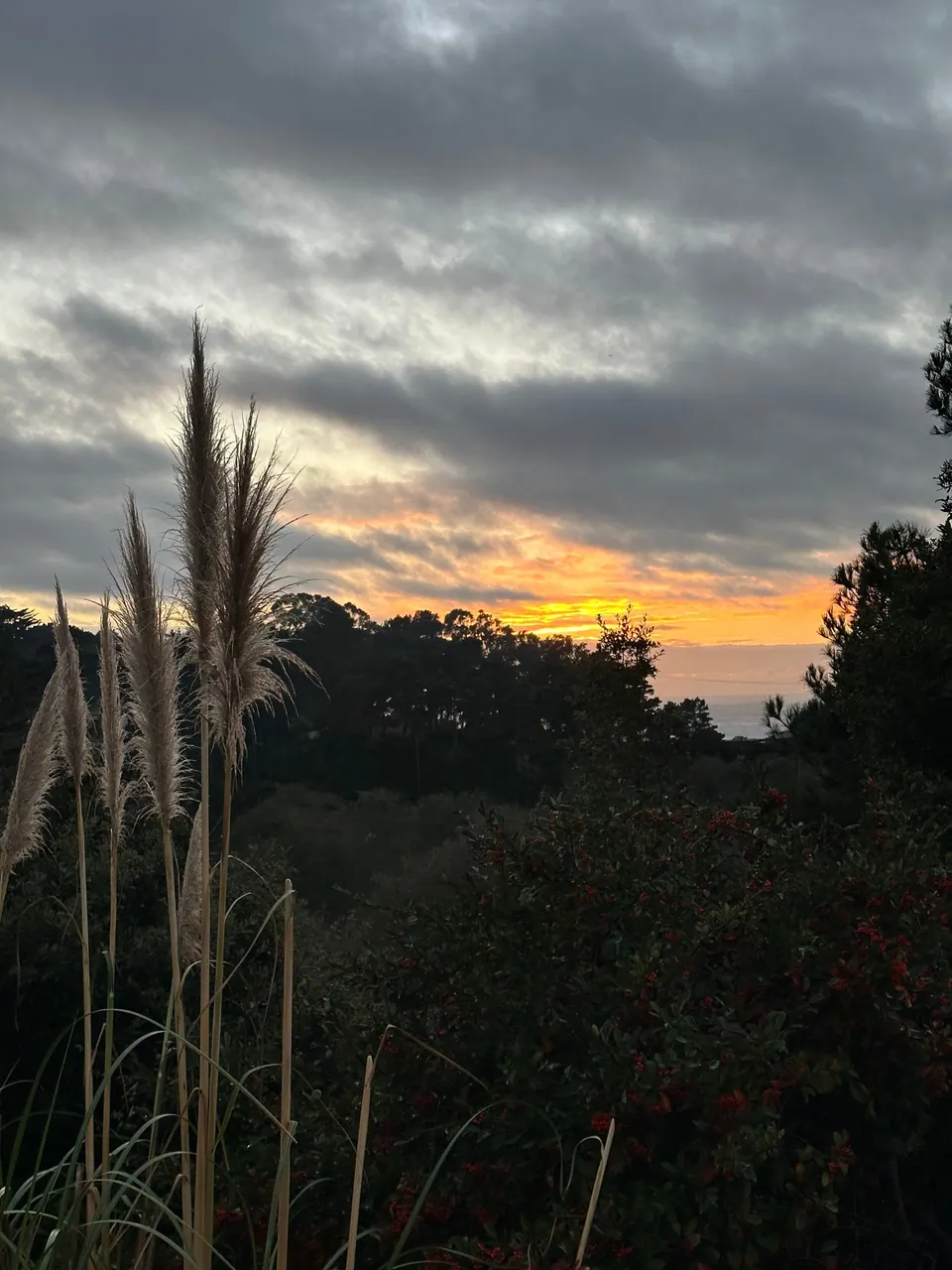 Tall pampas grass silhouetted against an orange band of sunset under gray clouds.