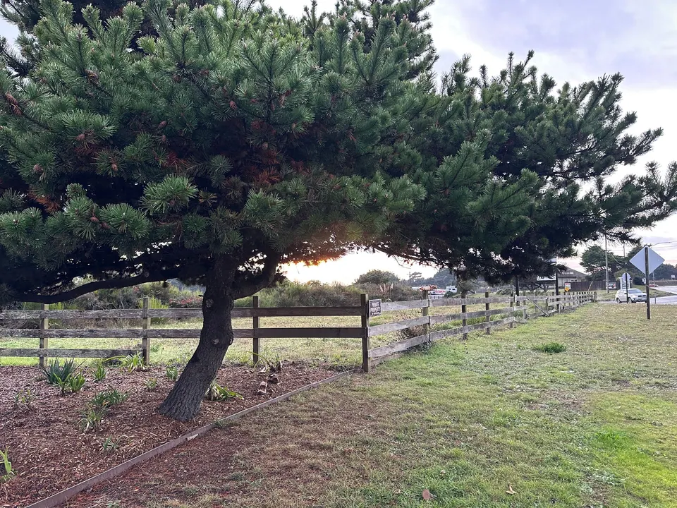 A pine bent by the wind over a rail fence and a lawn, sunset glowing behind.
