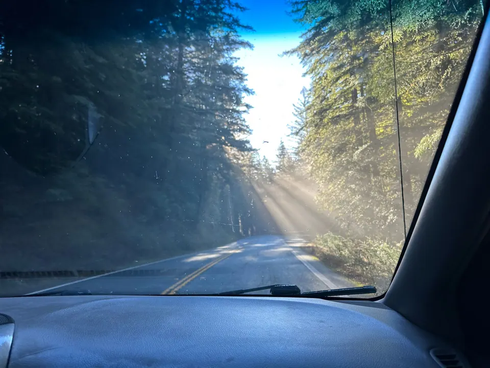 A view through the windshield of a curving road with rays of morning sun and a green wall of trees.