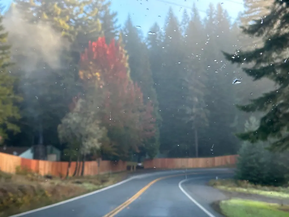 A misty road bends past a wooden fence, a bright red tree and tall firs.
