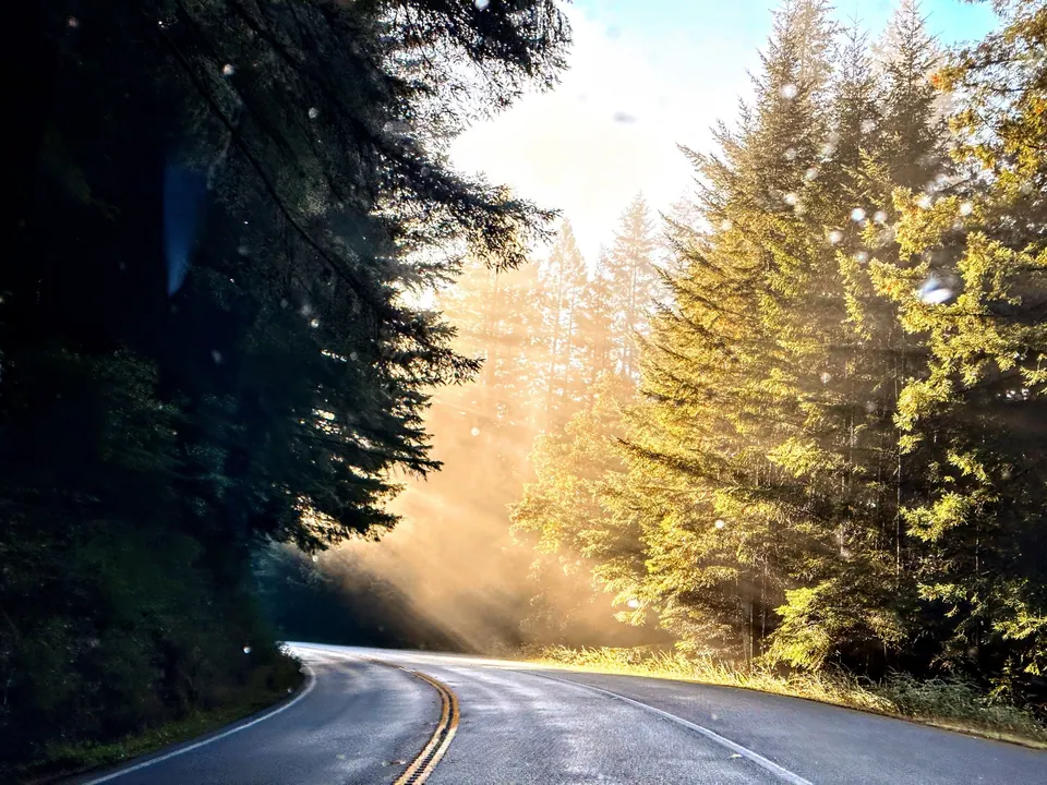 A wet, curving road with golden sunlit firs and a haze of mist.