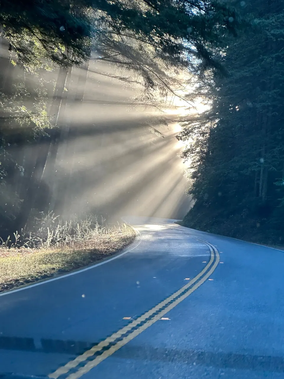 Beams of sun cut through mist above a curving road under tall trees.