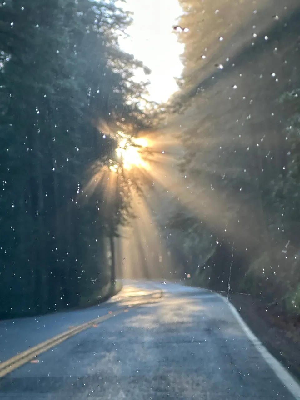 A starburst of sun between dark redwoods above the road.