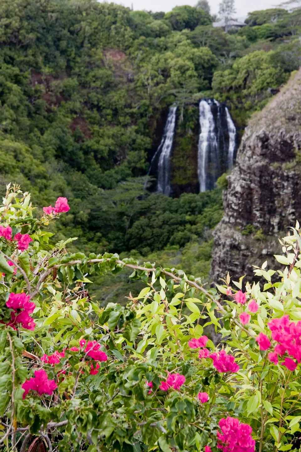 A waterfall in two strands pours down a green, jungle-covered cliff, with bright pink bougainvillea in the foreground.