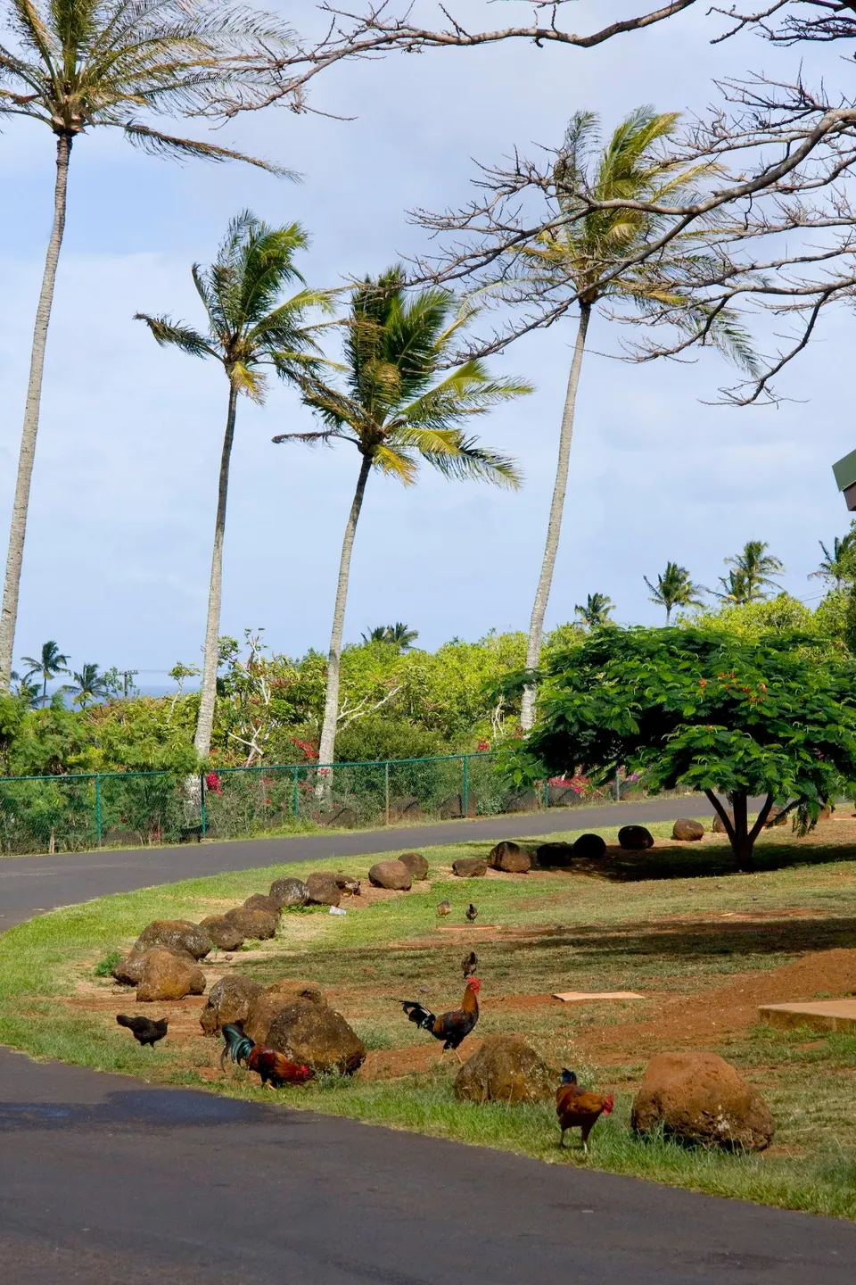 A curving road lined with tall palms and a low green lawn; a rooster stands on the verge at the lower left.