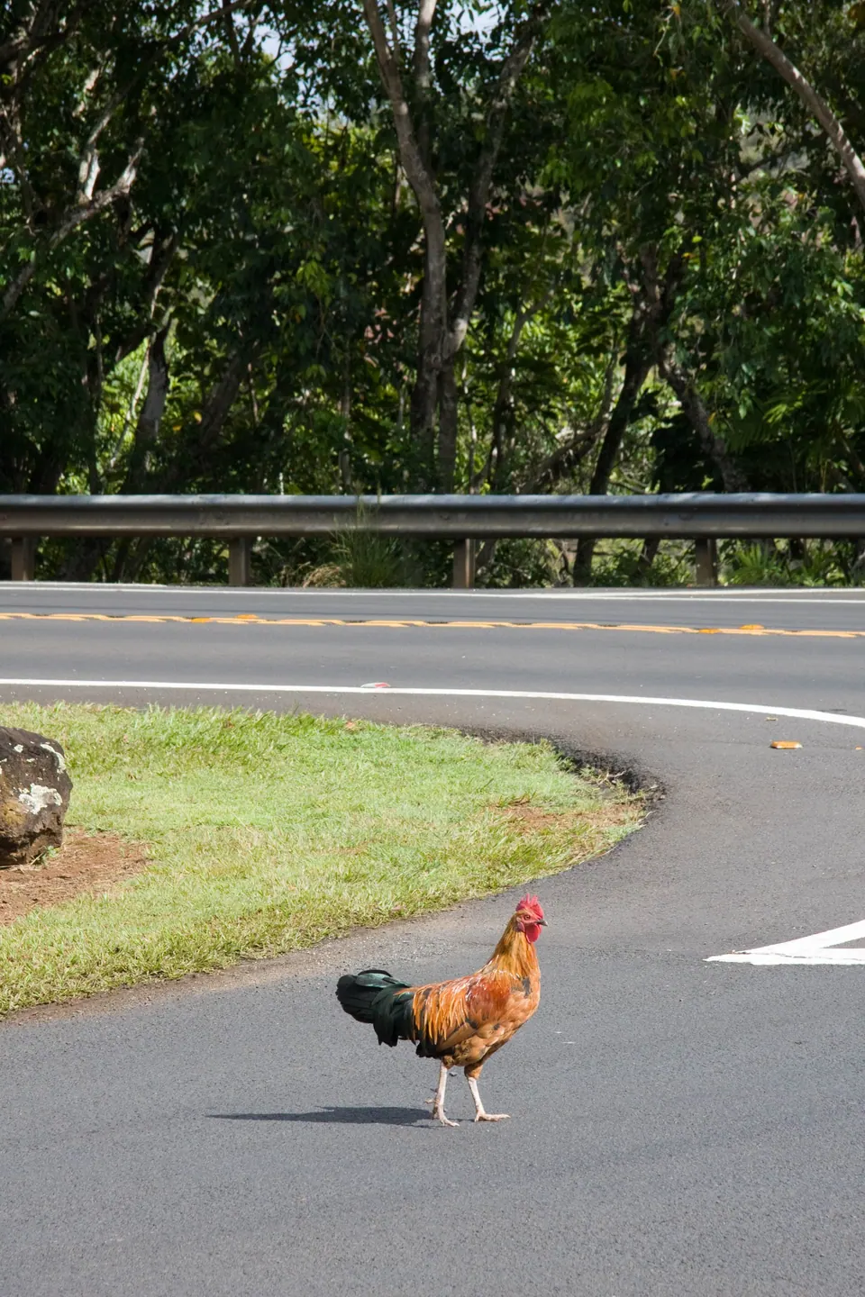 A rooster crosses a curved asphalt road, with trees and a guardrail behind.