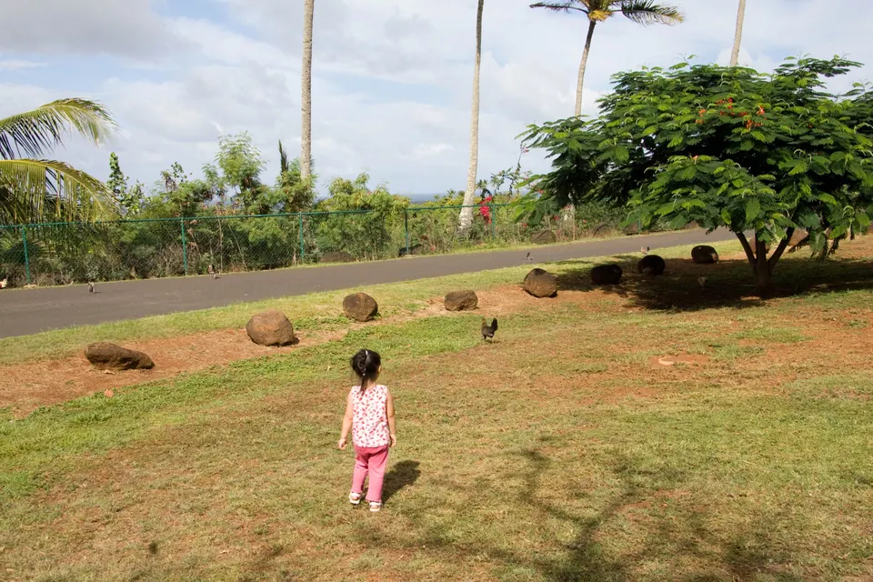 A small girl in pink stands on a green lawn edged by tall palms, a curving road and boulders behind her and a chicken far off.