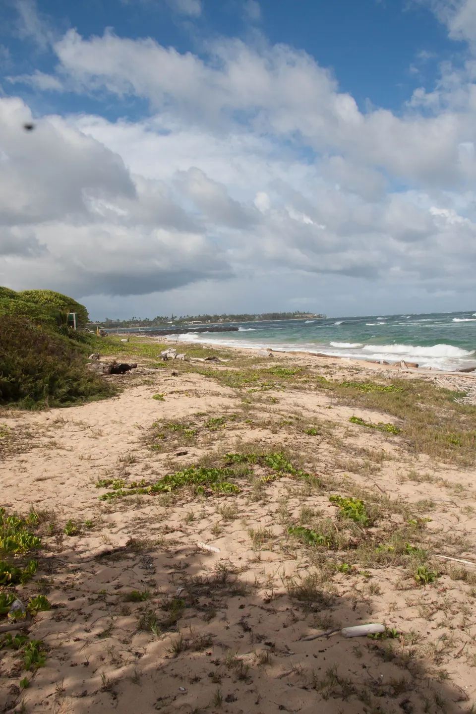 A sandy path with beach grass leading toward a curved shoreline and breaking surf under puffy clouds.