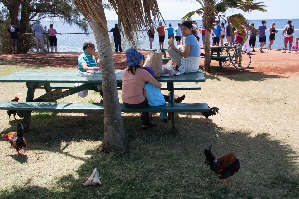 People sit at green picnic tables in the shade of palm trees while a rooster and hens wander the grass; a crowd lines a railing by the sea beyond.