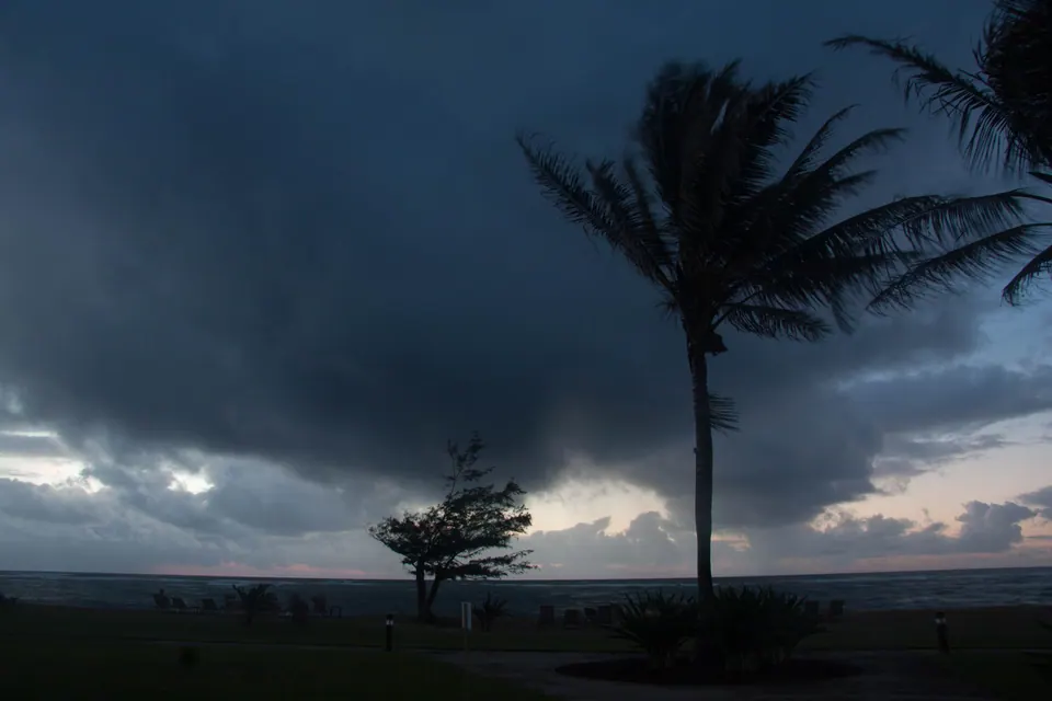 A single palm and a small windswept tree in silhouette under a heavy grey cloud bank at first light.