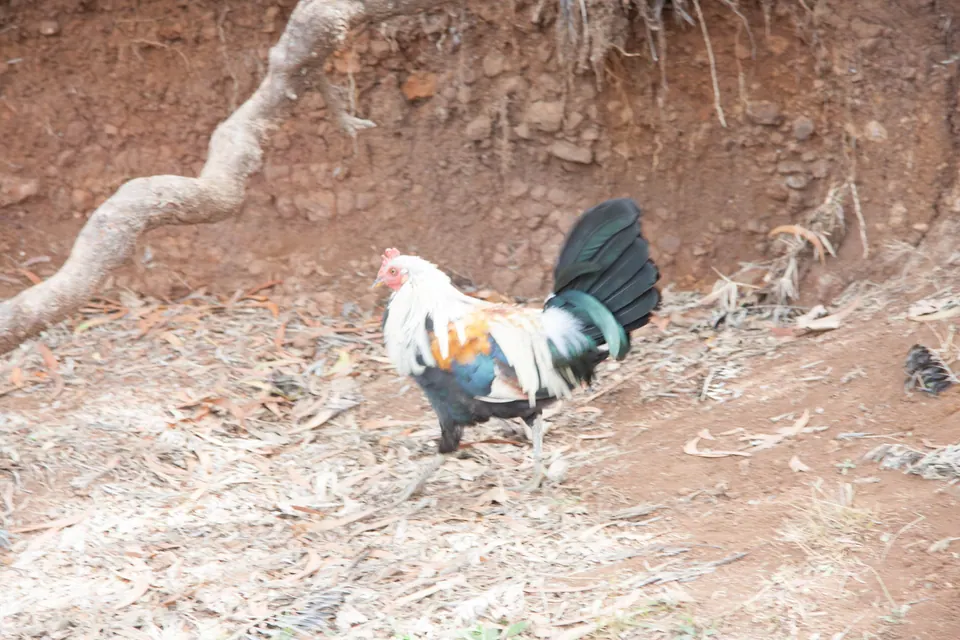 A rooster with black-green tail feathers pecks at dry leaves beside a twisted branch on a red bank.