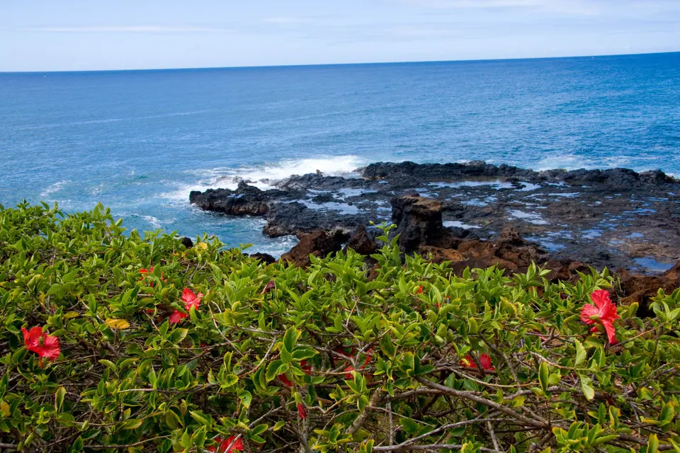 Red hibiscus flowers on a green hedge in the foreground with black lava rock and deep blue sea beyond.