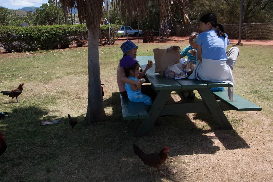 People sit at a green picnic table in the shade with lunch bags while roosters and hens walk about the lawn.