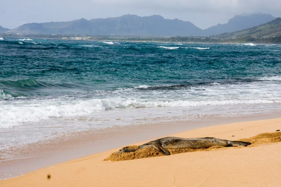 A gray monk seal lies on golden sand at the edge of choppy blue surf, with green mountains along the coast behind.