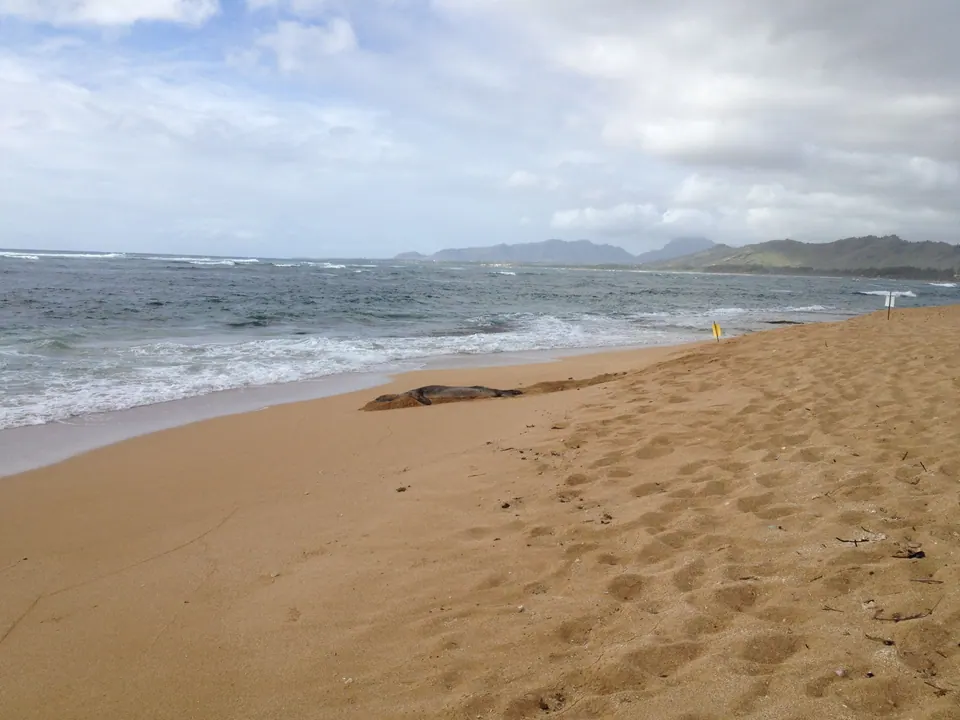 An empty stretch of footprinted golden sand leading to breaking surf under clouds, a dark shape, the seal, lying at the waterline.