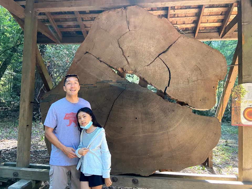 A man in a gray T-shirt with a red bear and a girl with her mask pulled down stand in front of a huge redwood slab, with an information panel on the post at right.
