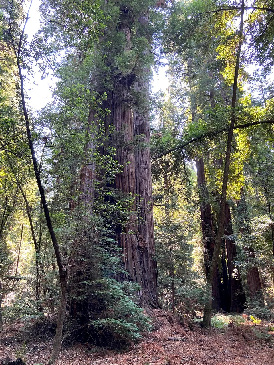 A massive redwood trunk with ferny green undergrowth at its foot rises out of the frame, with other redwoods to the right.
