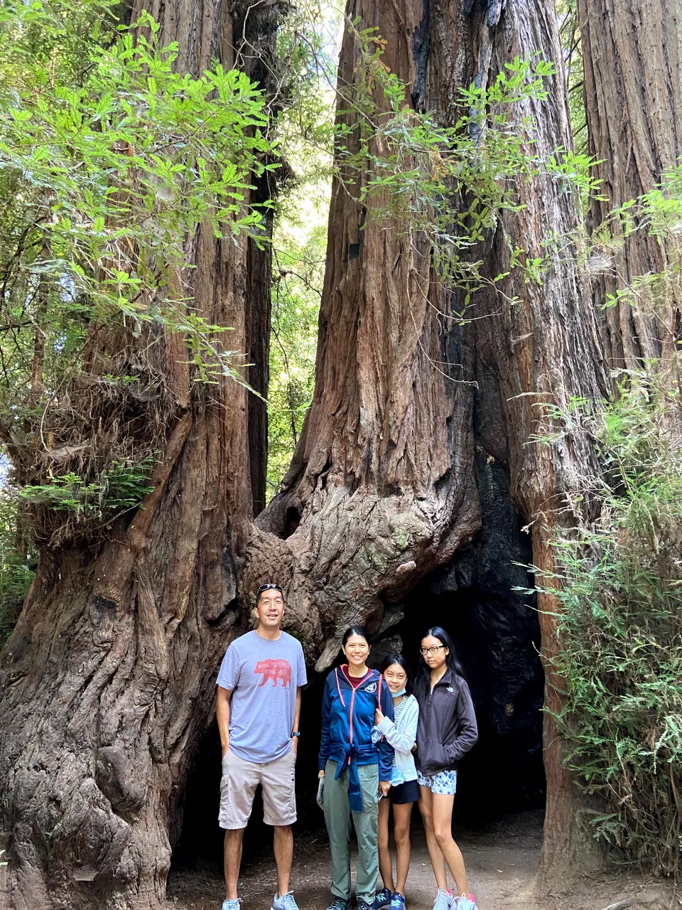 Four people stand very small at the foot of a giant redwood whose fused trunks rise out of the frame above a dark hollow.