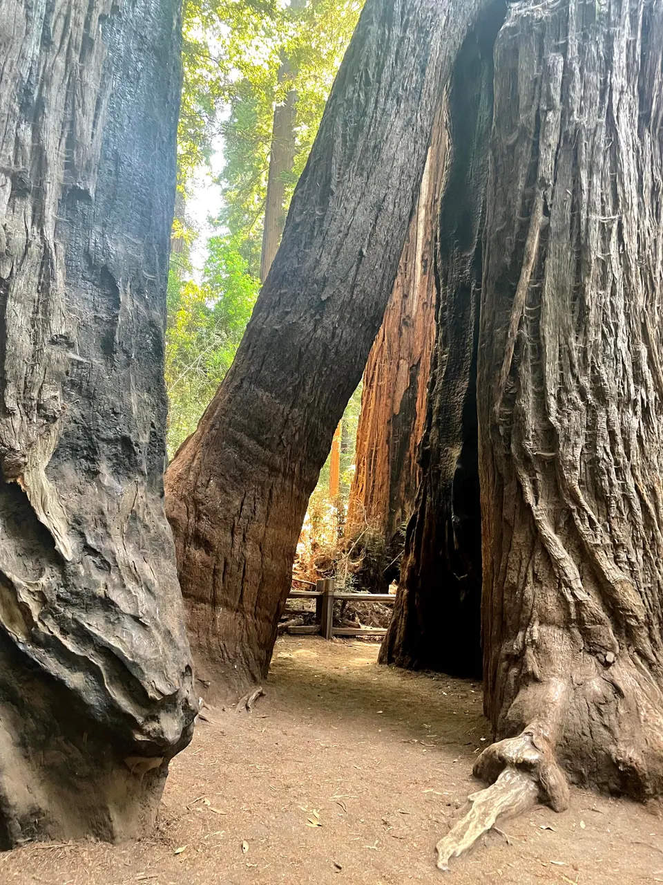 A path passes between fire-blackened redwood trunks that lean together into an arch, with a wooden fence and sunlit forest beyond.