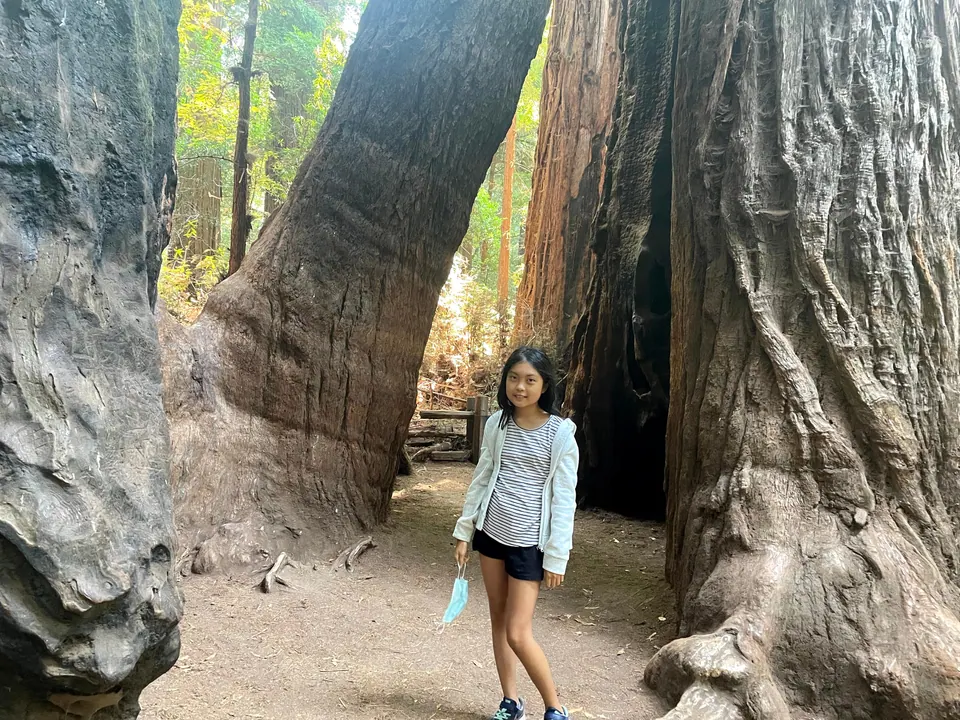 A girl with her mask in her hand stands small on a dirt path beneath leaning, charred redwood trunks, with a fence and green forest visible through the arch.