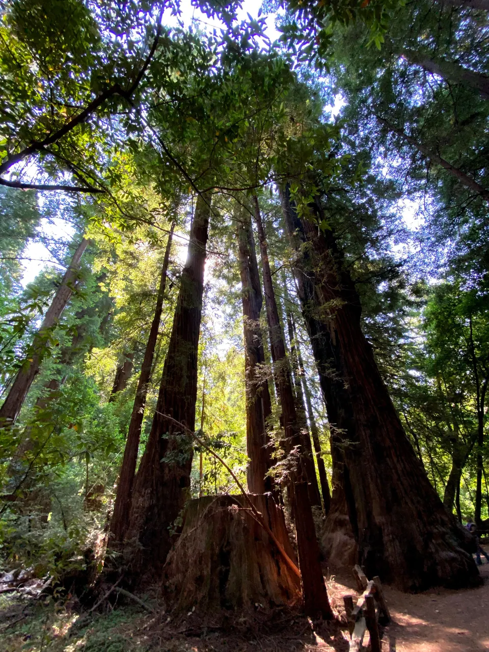 Looking up a cluster of tall redwood trunks around a large stump, with the sun breaking through the canopy and a low wooden fence at the bottom.