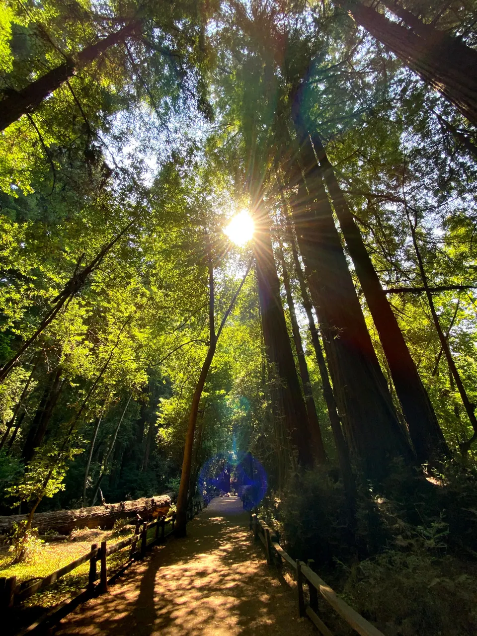 Low sun flares through the canopy above a sunlit dirt path with a wooden rail fence, with redwood trunks rising on the right.