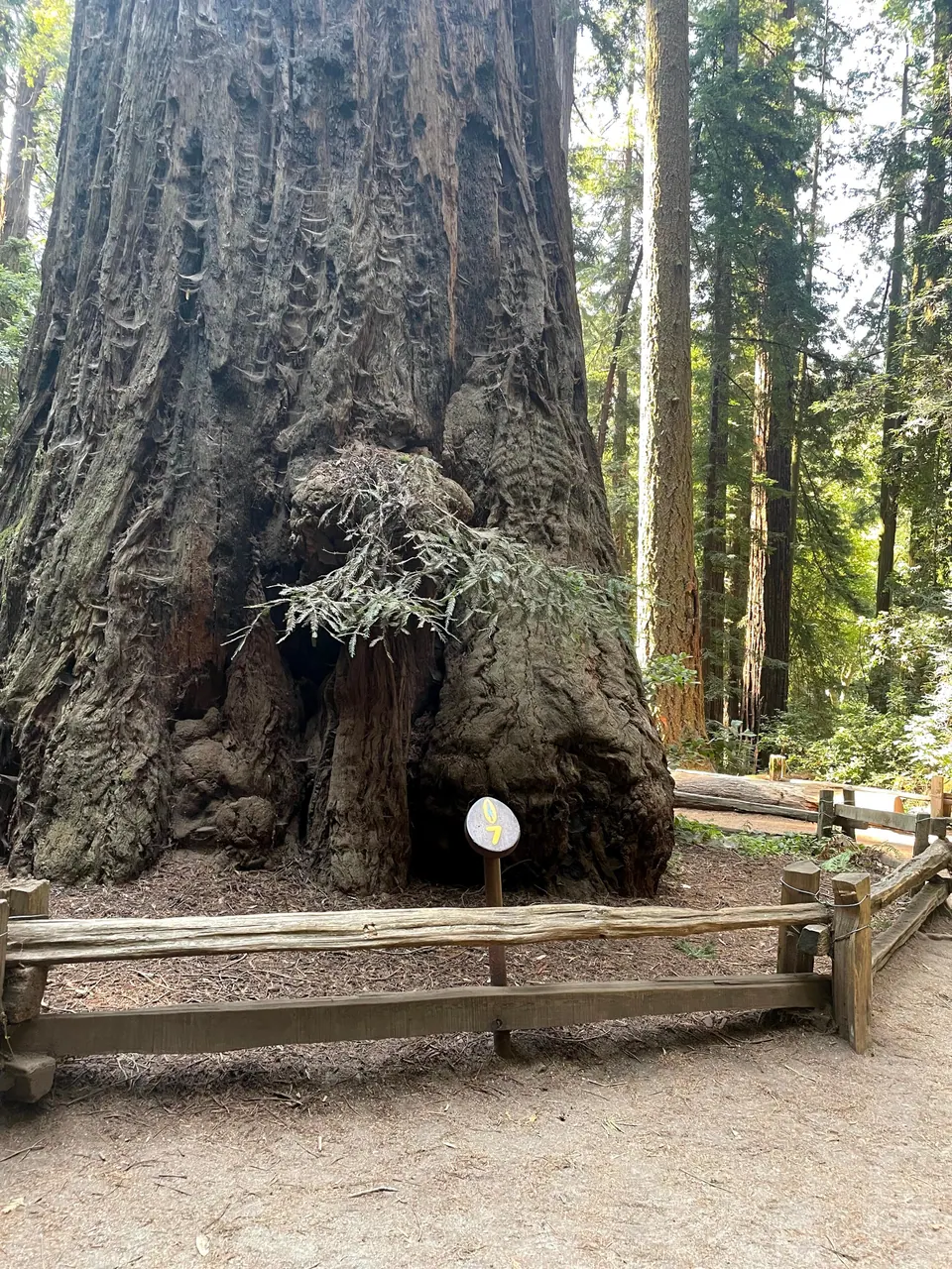 The huge burled base of an old redwood behind a split-rail fence, with a round trail marker numbered 07 in front and forest beyond.