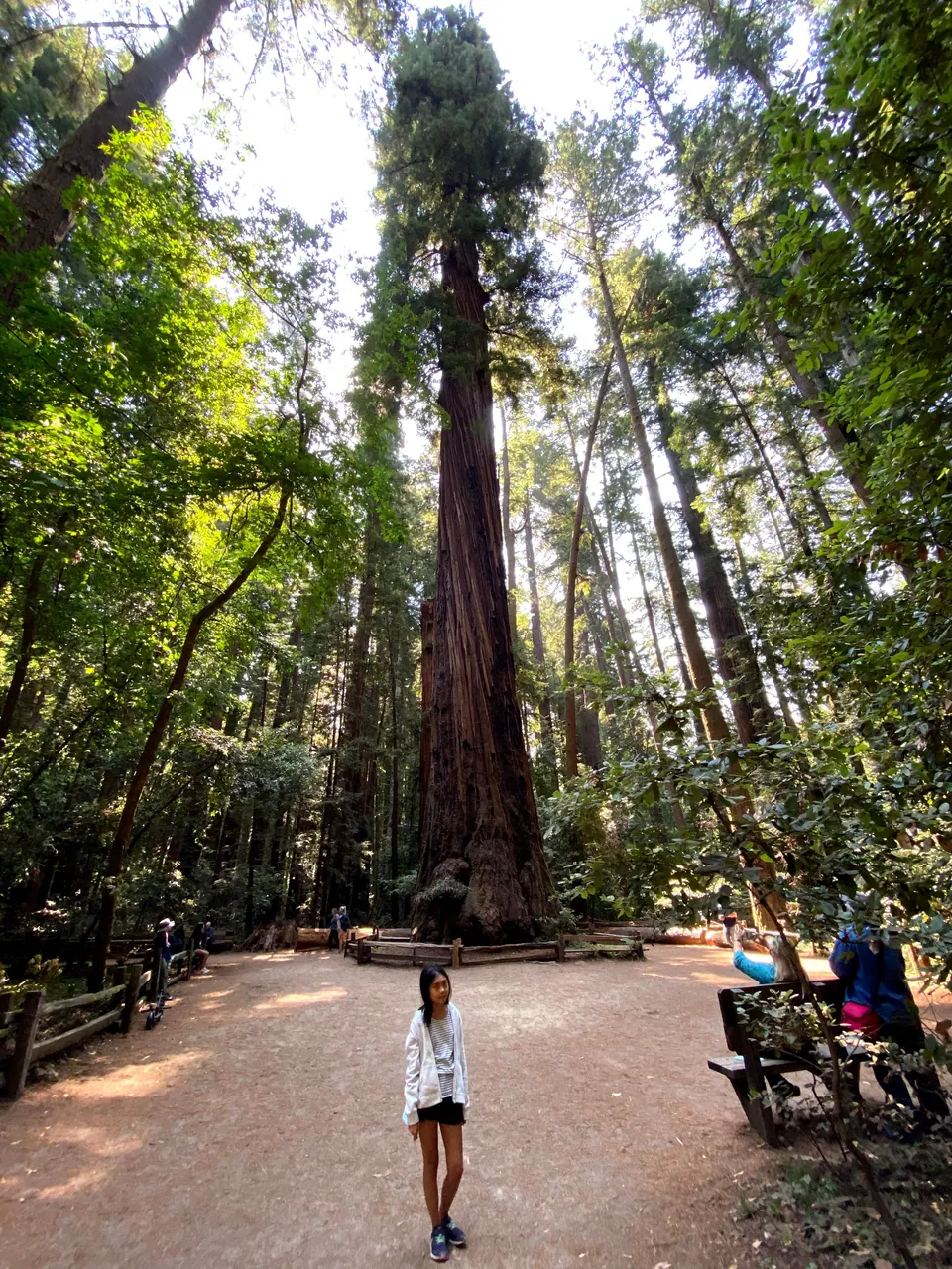 A girl stands small on a sunlit dirt clearing in front of a single tall redwood, with benches, rail fences and other visitors at its foot.