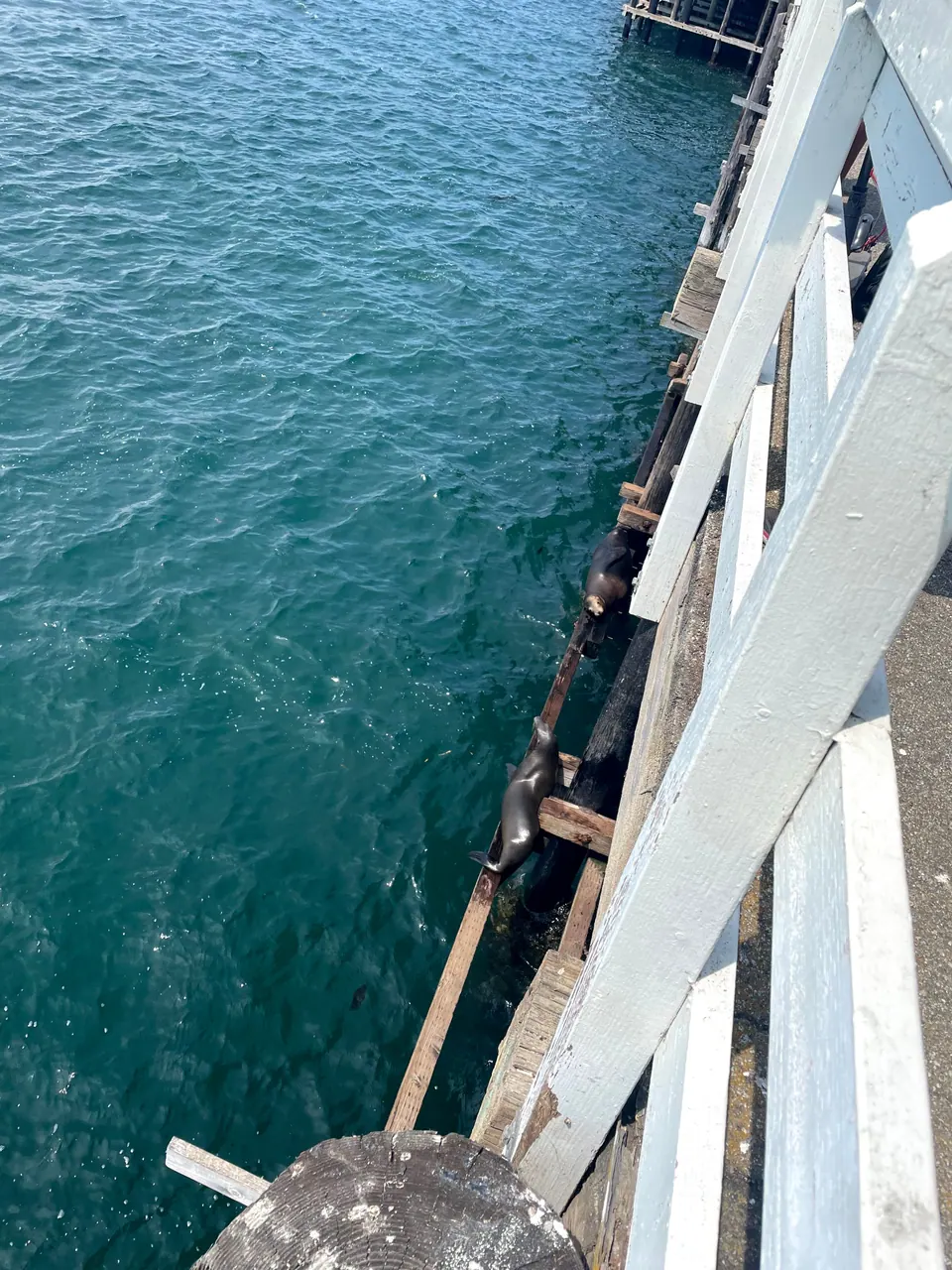 Two sea lions rest on a wooden beam under a wharf, seen over a white railing above green-blue water.