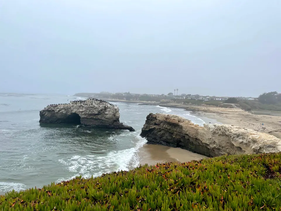 A foggy morning at a beach with a rock arch crowded with cormorants beside a broken sandstone span, surf on the sand and iceplant in the foreground.