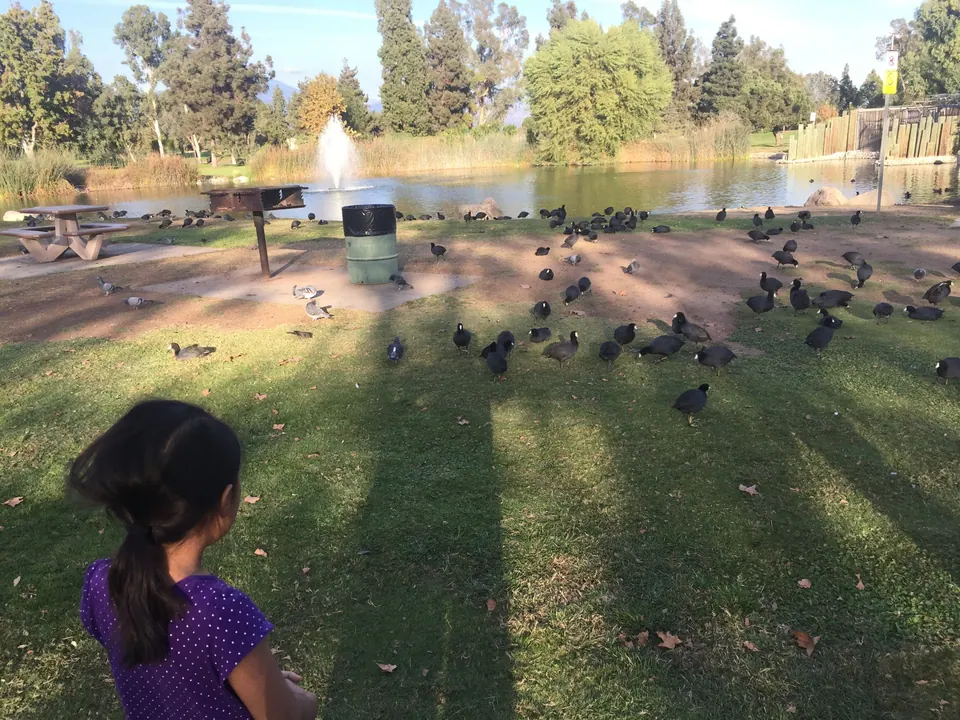 A girl in a purple top, seen from behind, looks out over a lawn covered in dark coots, with picnic tables, a pond and a spraying fountain beyond.