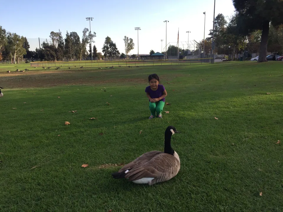 A Canada goose sits on the grass in the foreground while a girl in purple and green crouches on the lawn behind it.