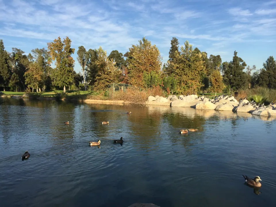 Ducks swim on a blue pond ringed with white rocks and autumn-tinged trees under a blue sky with light clouds.