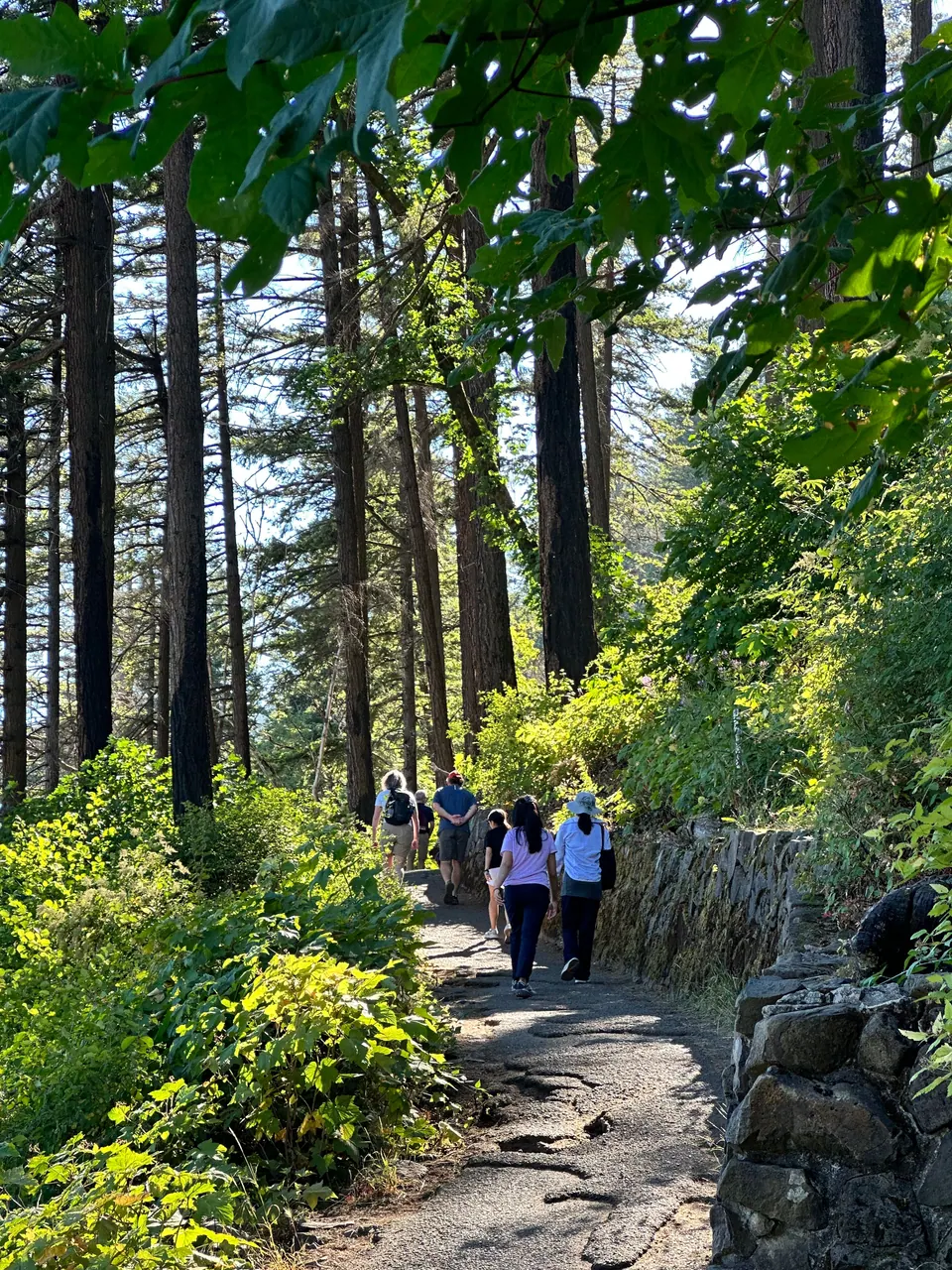 Three people walk up a sunlit forest path lined with tall trees and a low stone wall.