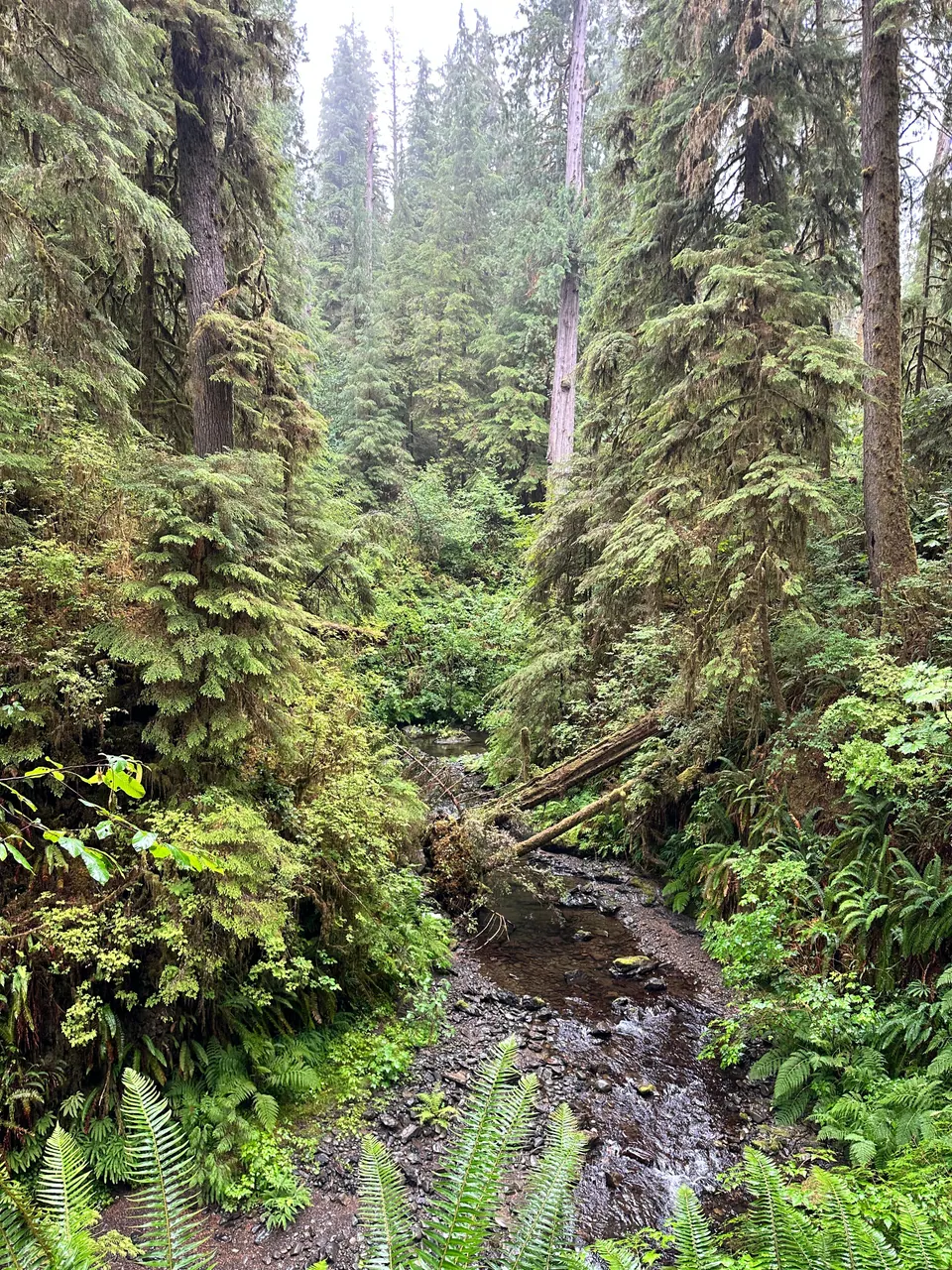 A mossy forest ravine with tall trees, ferns and a small creek.